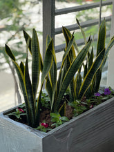 Bundle of Snake plants with Fiberclay planter Box