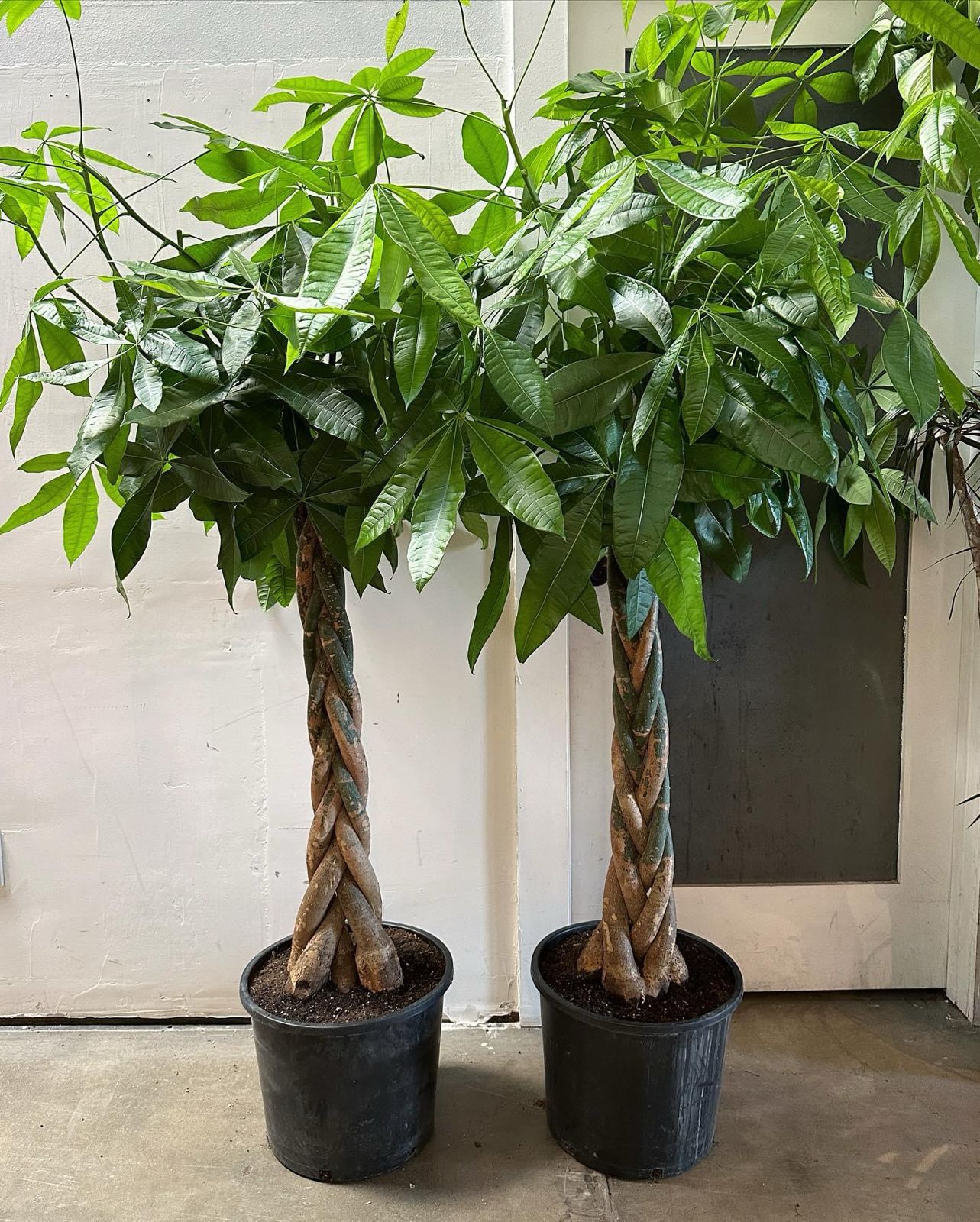 Bundle of 2 Pachera twisted 1.5 meter