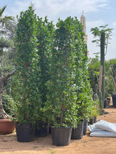 Panda ficus 3 meter tall