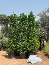 Panda ficus 3 meter tall