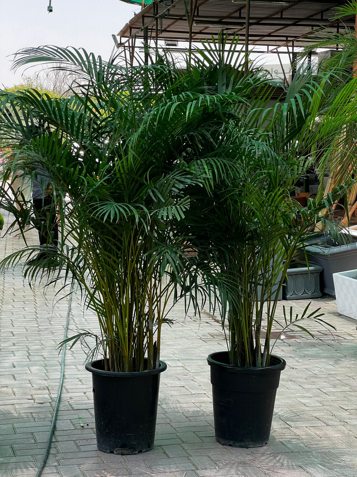 Bundle of 2 Meter tall Areeca palm