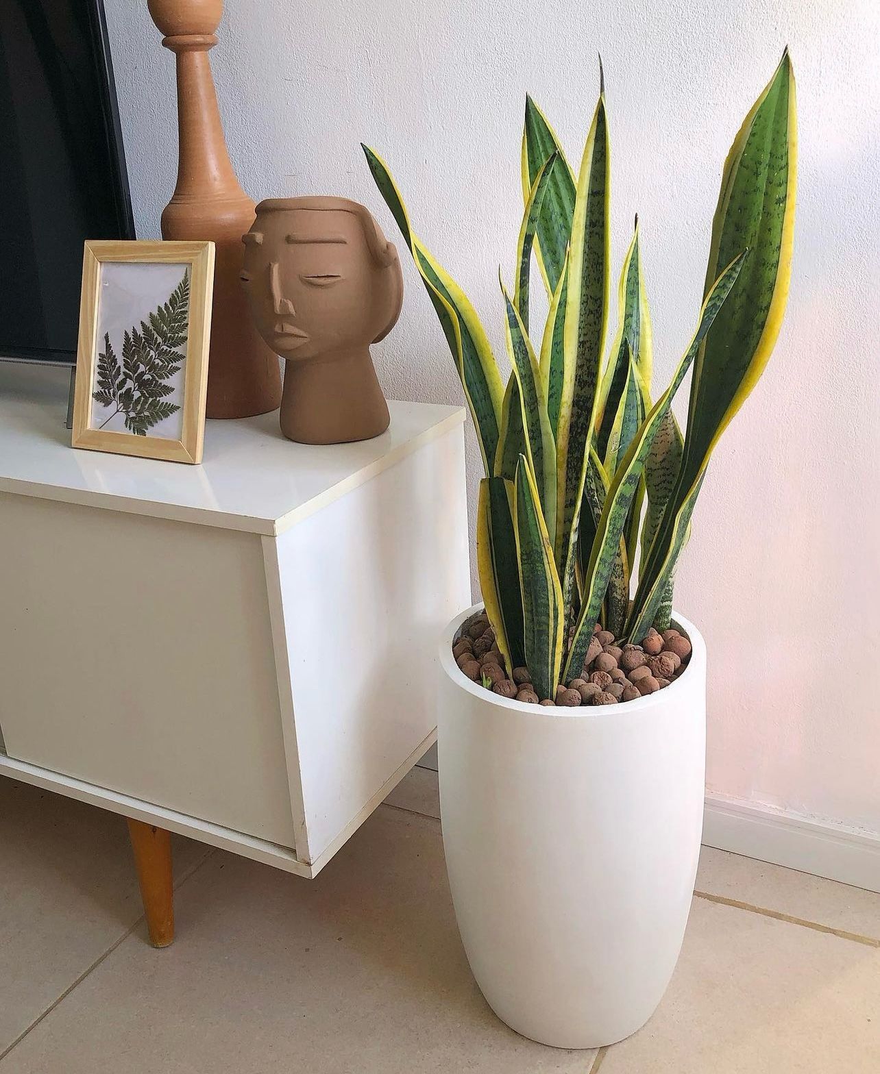 Snake plant with long white ceramic pot