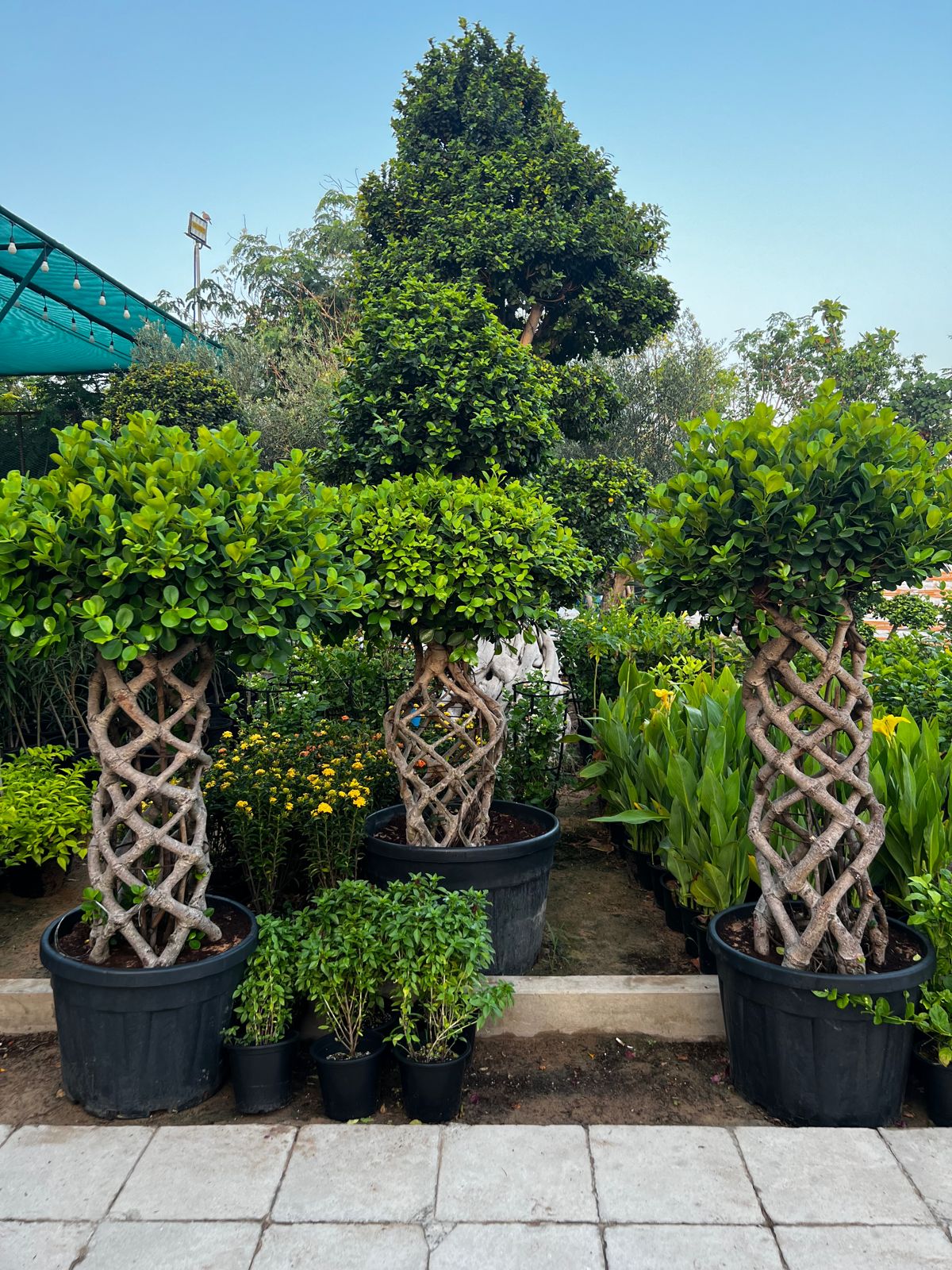 Bonsai cage ficus plant   Size 2 meter tall