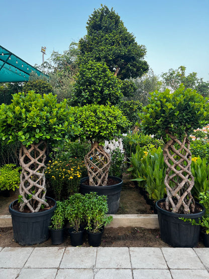 Bonsai cage ficus plant   Size 2 meter tall
