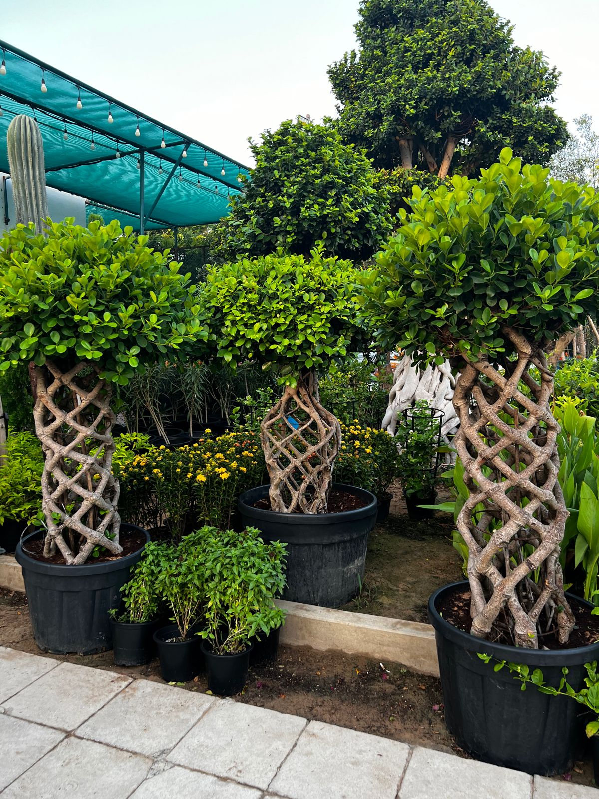 Bonsai cage ficus plant   Size 2 meter tall