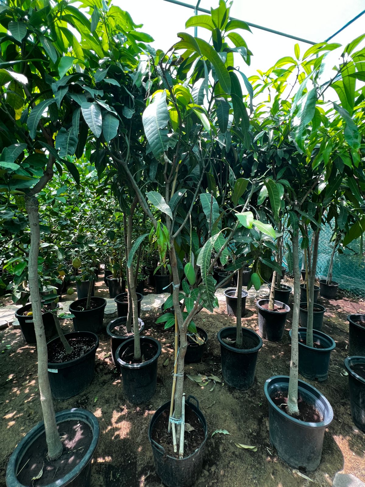 Pakistani mango tree