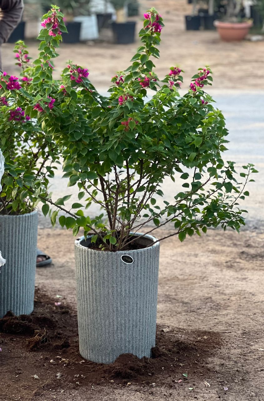 Bougainvillea with ceramic pot