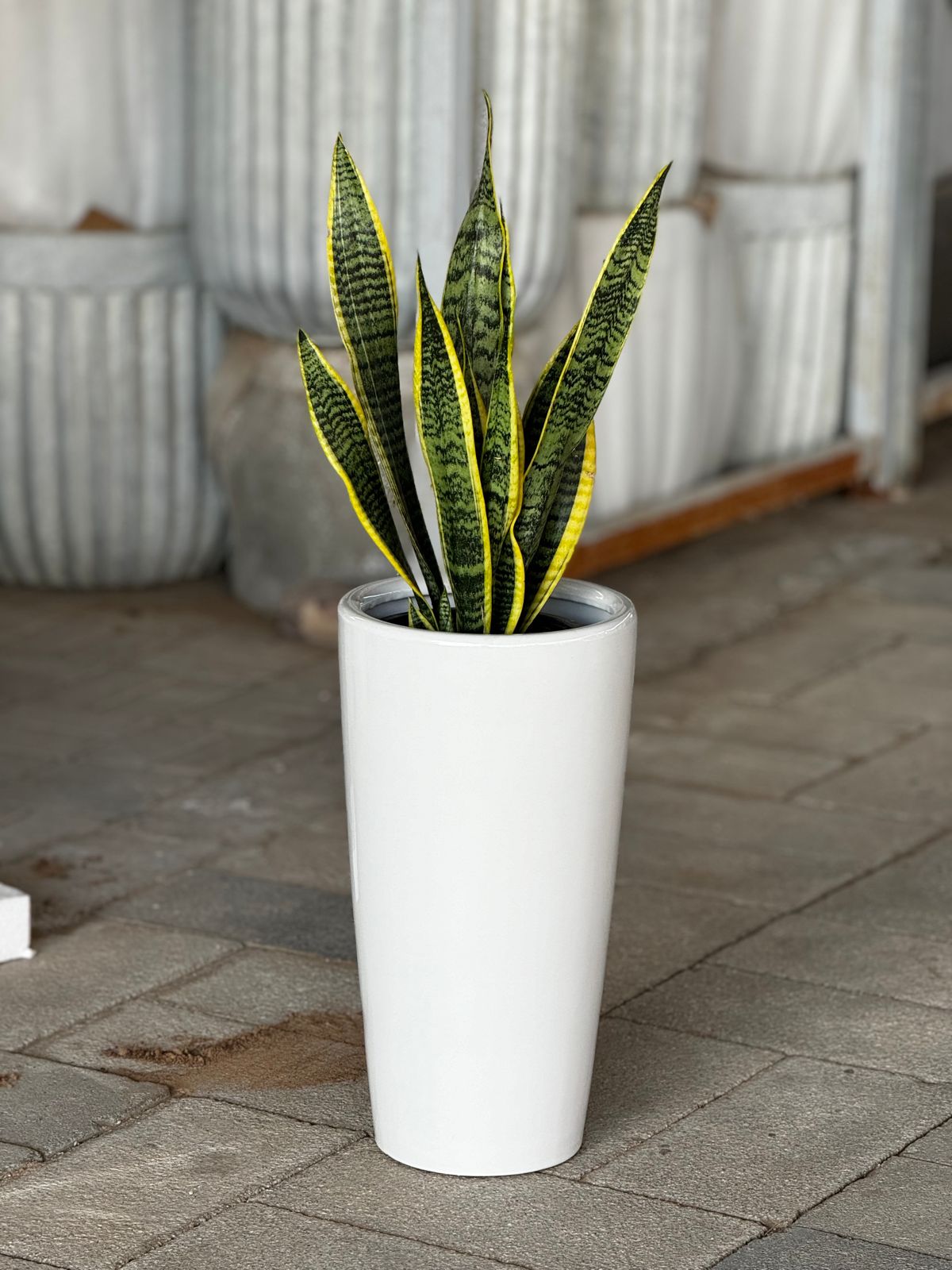 Snake plant with tall ceramic pot