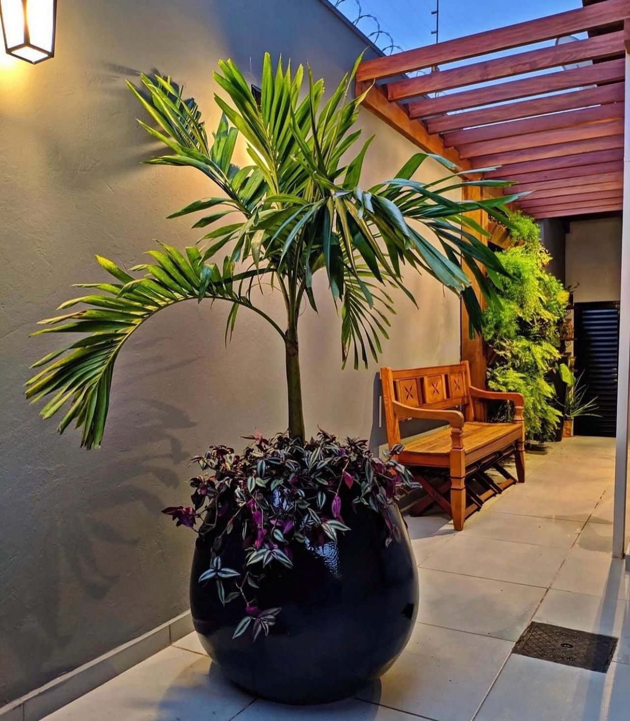 Vitchia palm 2 meter tall with big pot