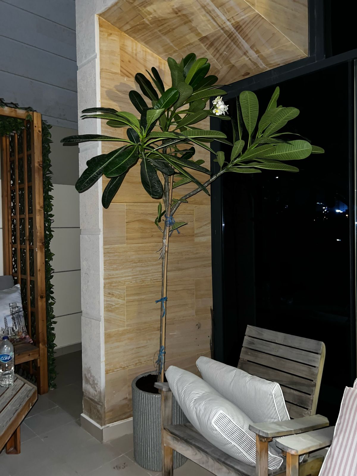 Tall Plumeria flowers plant with pot