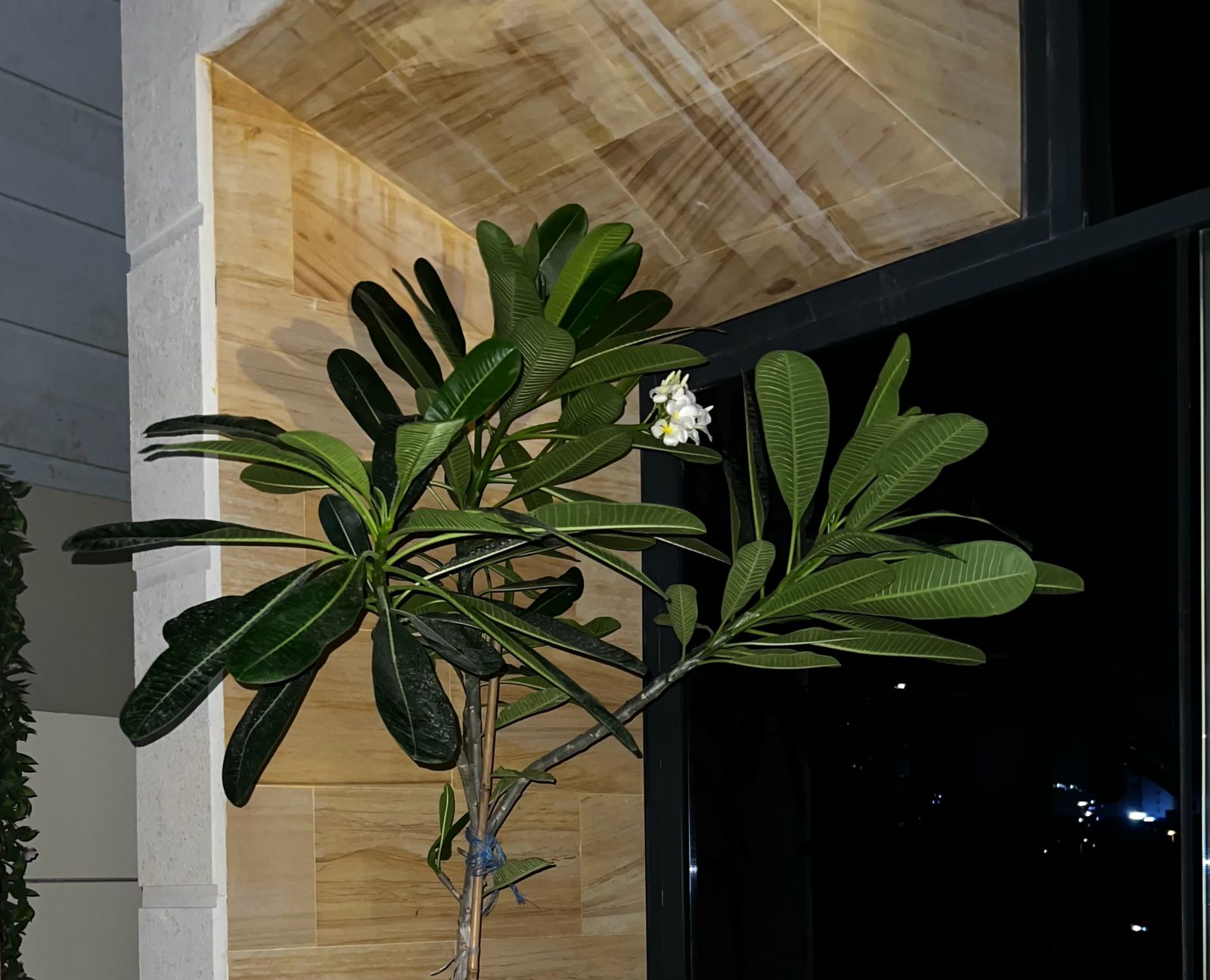 :Tall Plumeria flowers plant with pot
