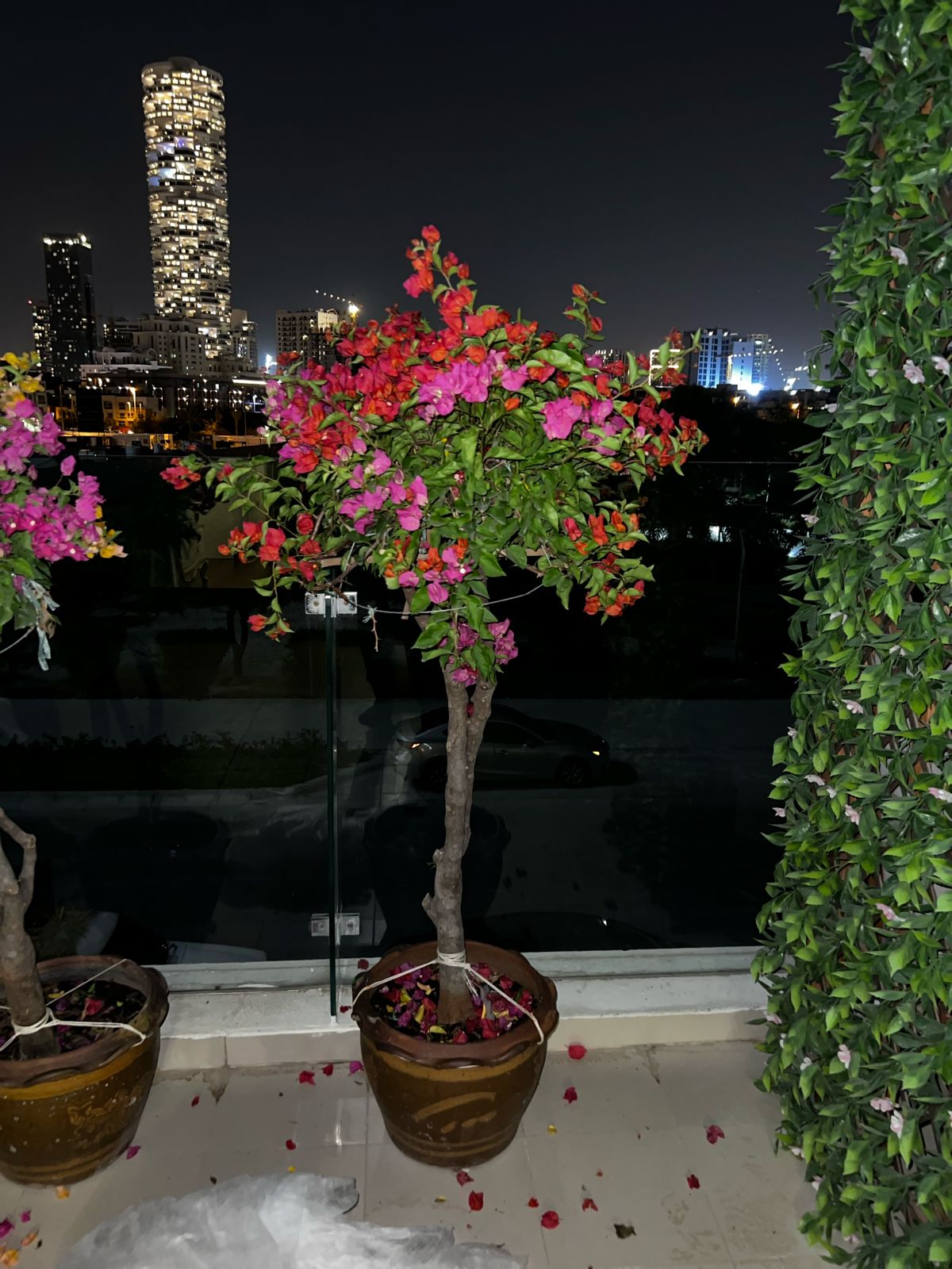 Multi color bougainvillea