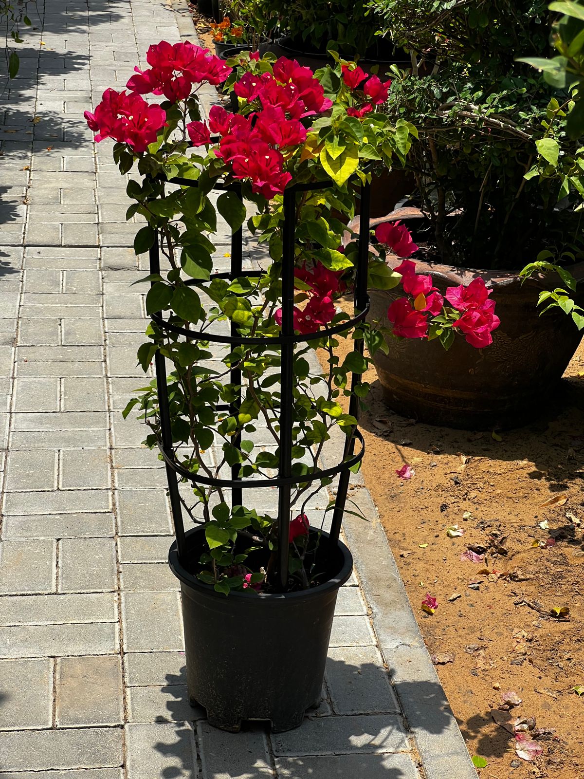 Bougainvillea 4 sticks