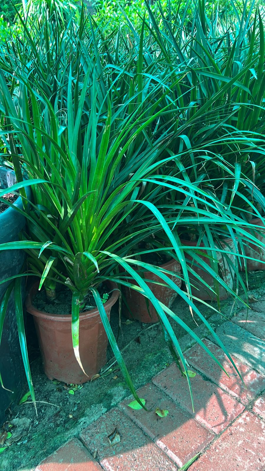 Yuka spider plant
