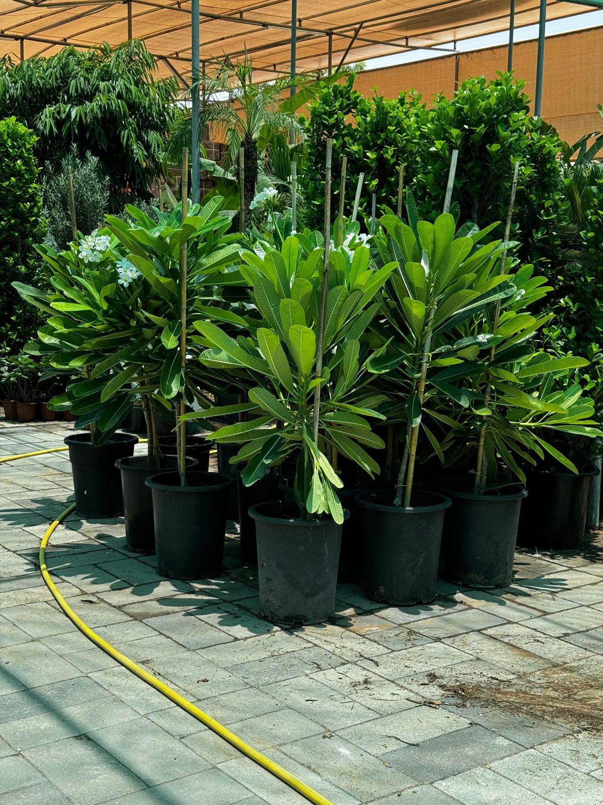 1.5 meter tall plumeria
