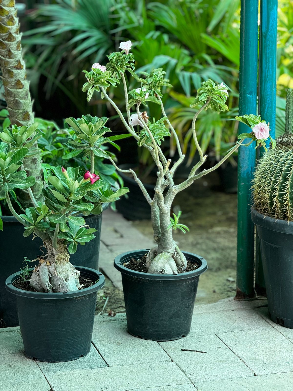 Desert Rose