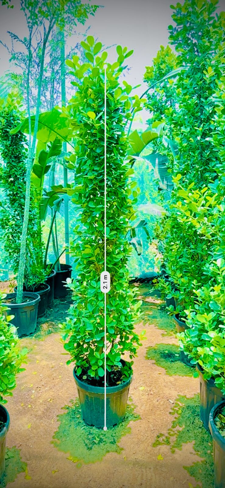 Ficus cone