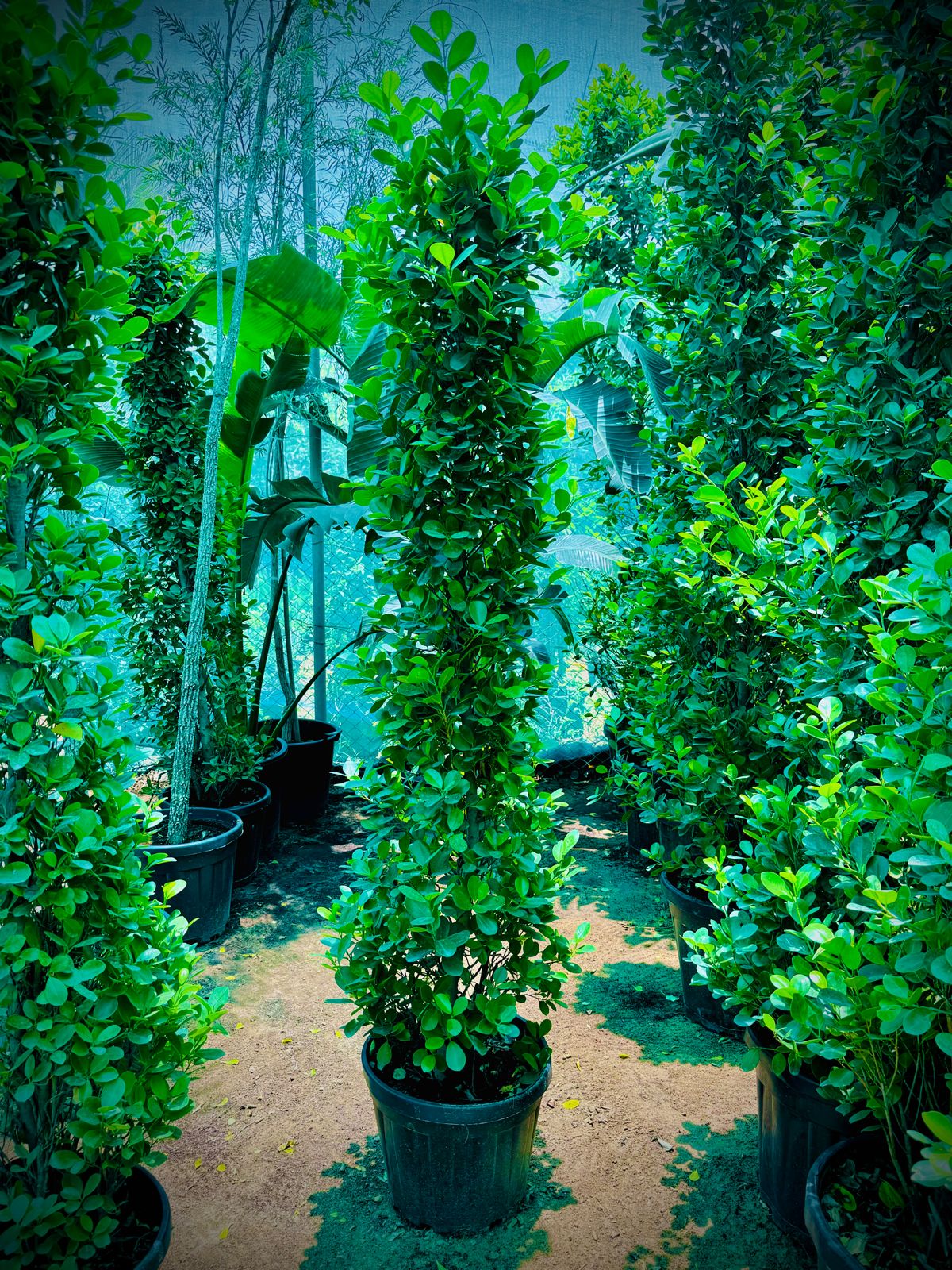 Ficus cone