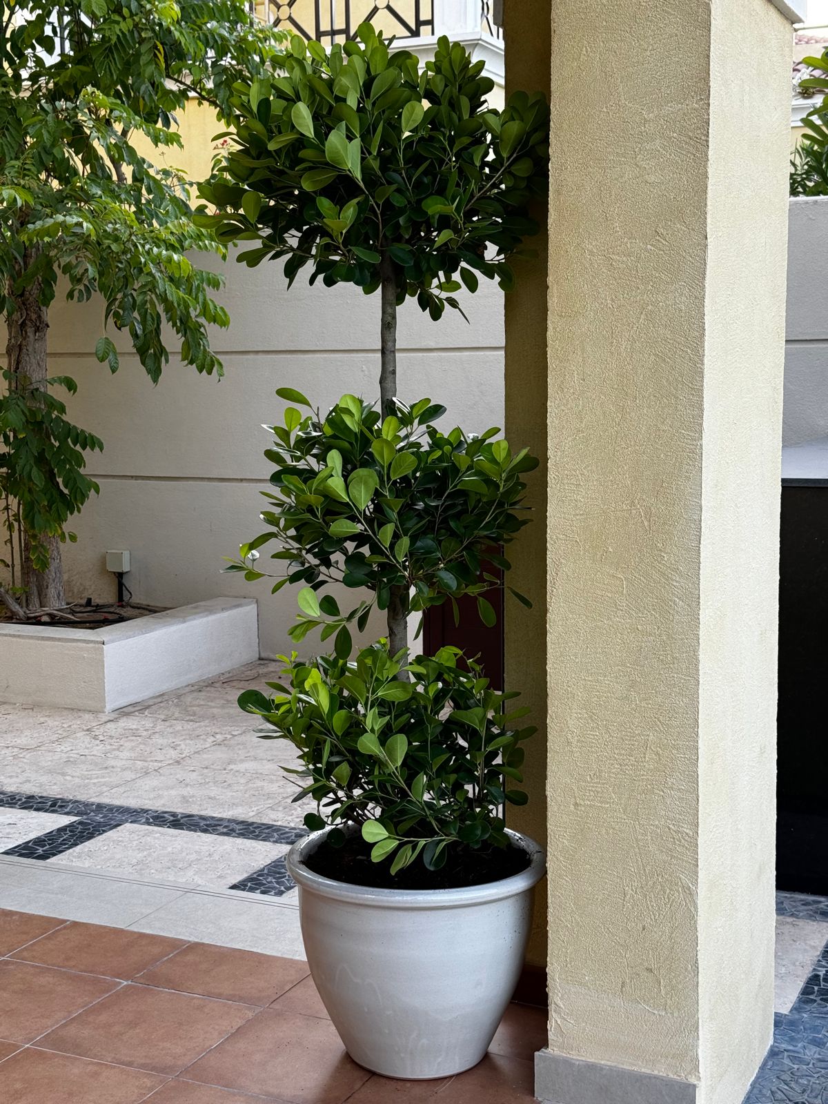 3 steps ficus plant with pot