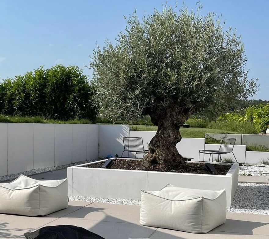 50 year old olive tree