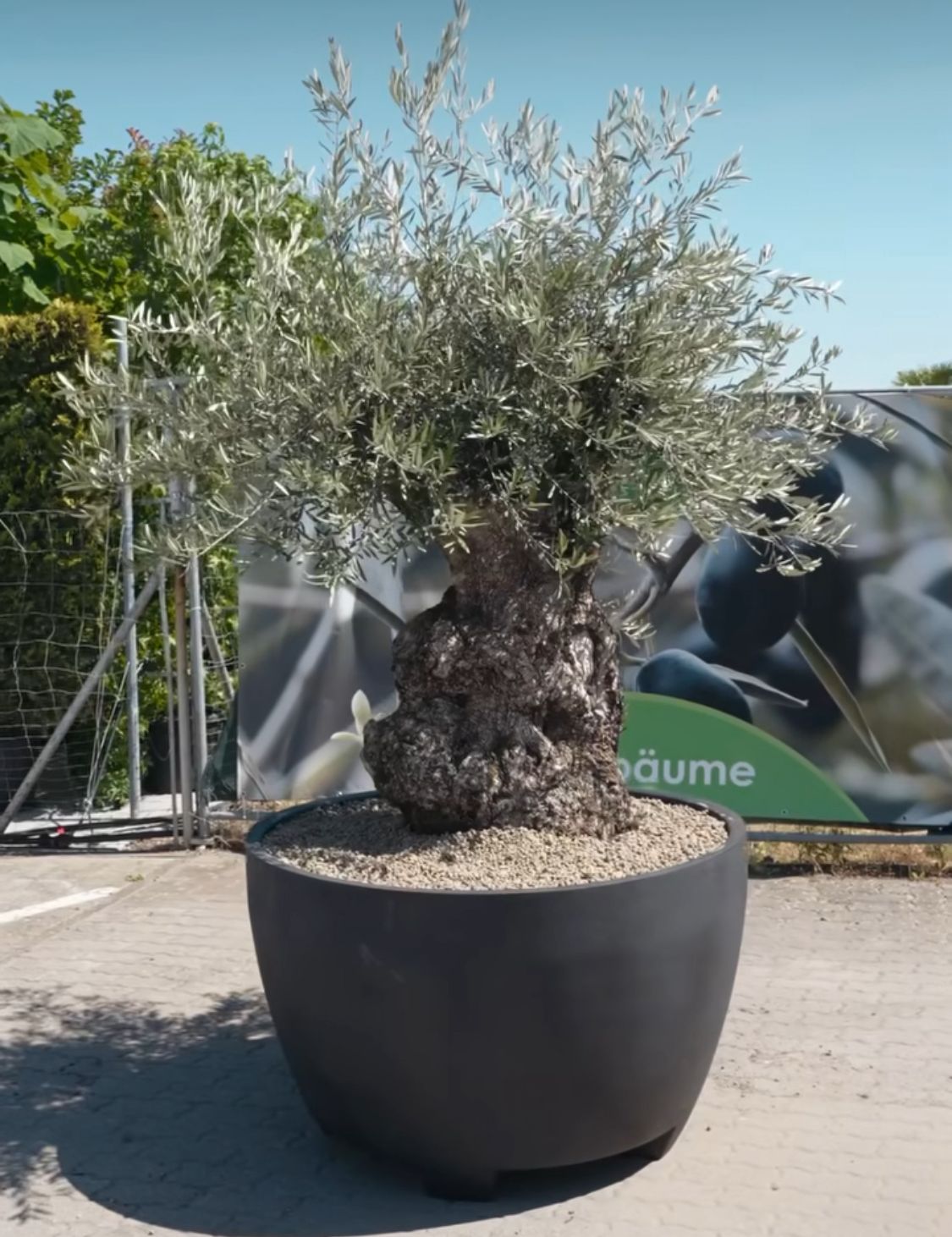 50 years old olive tree