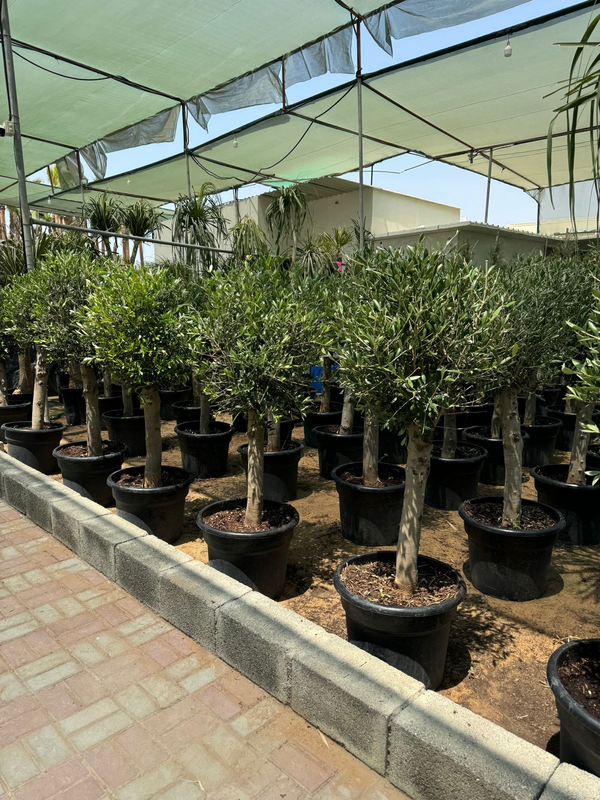 Giant Olive in Ball shape 2 meter with beautiful Malaysian pot .