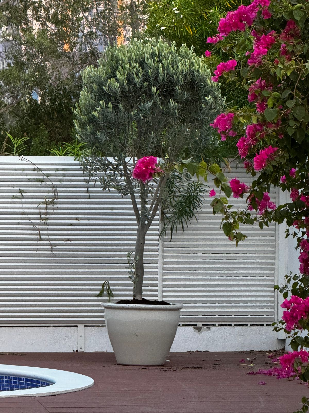 Ficus lerata 1.4 to 1.8 meter