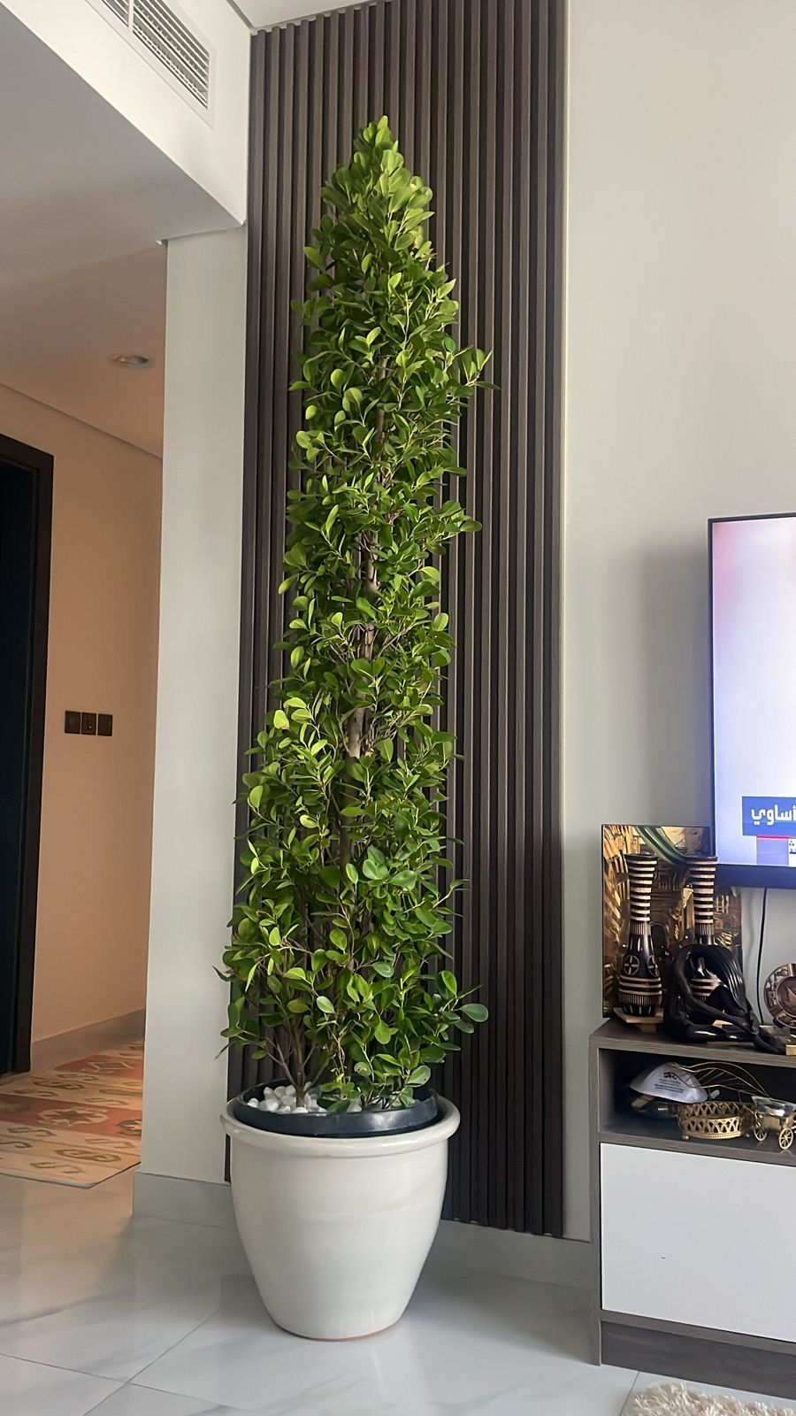 Ficus Panda with beautiful ceramic pot