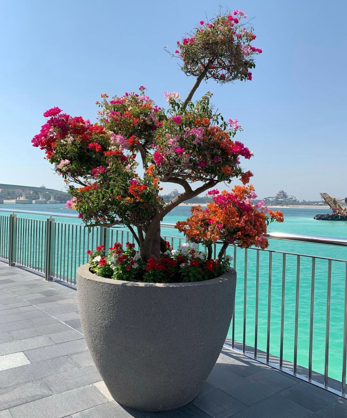 Bougainvillea Multi head with big pot
