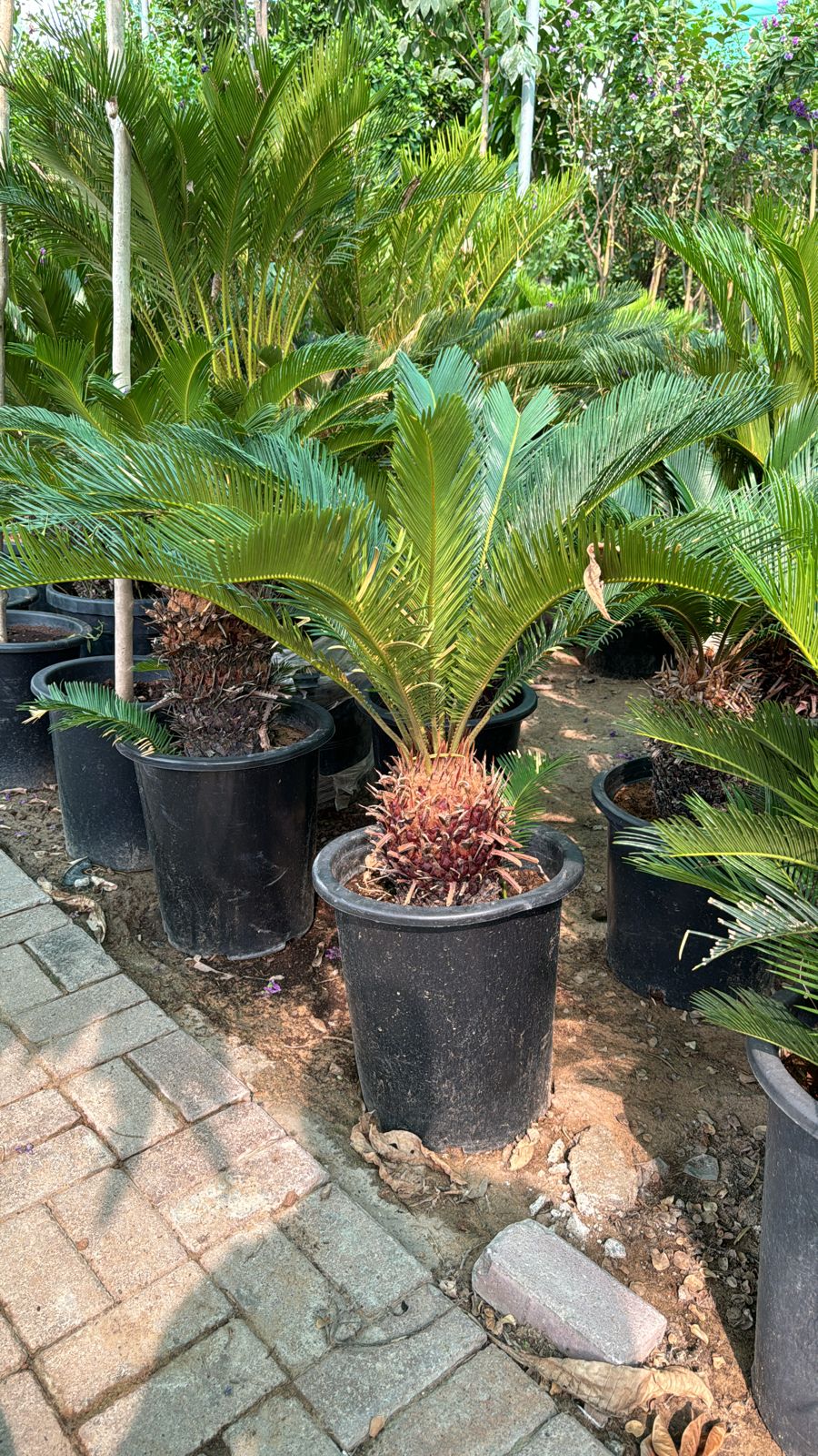 Sogo palm