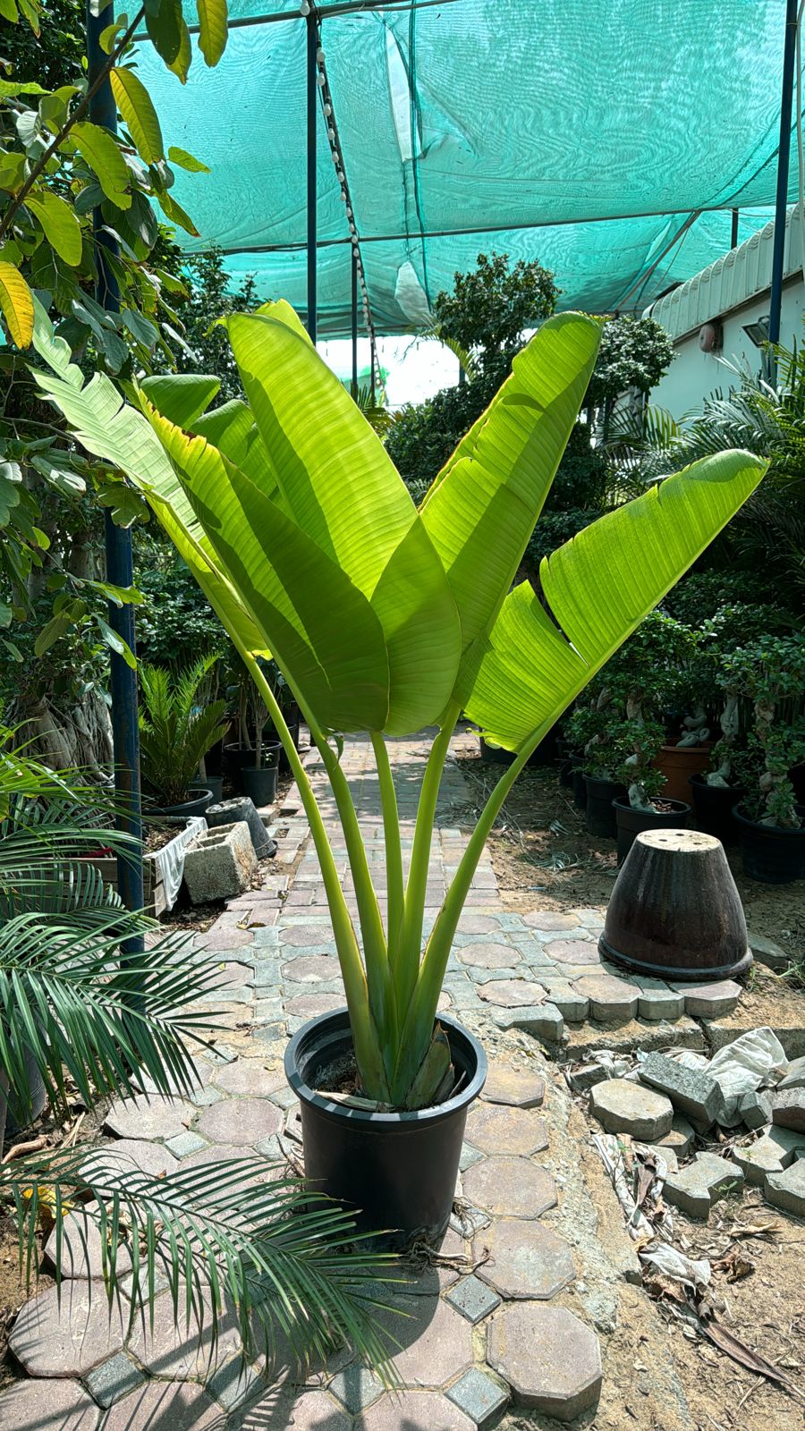 Traveler palm 1.3 to 1.5 meter