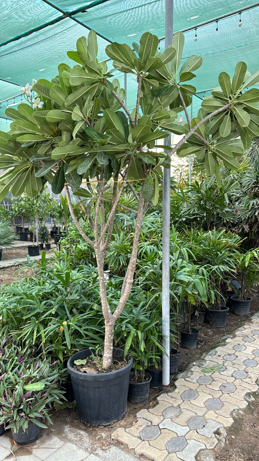Plumeria plant with more branches giant size