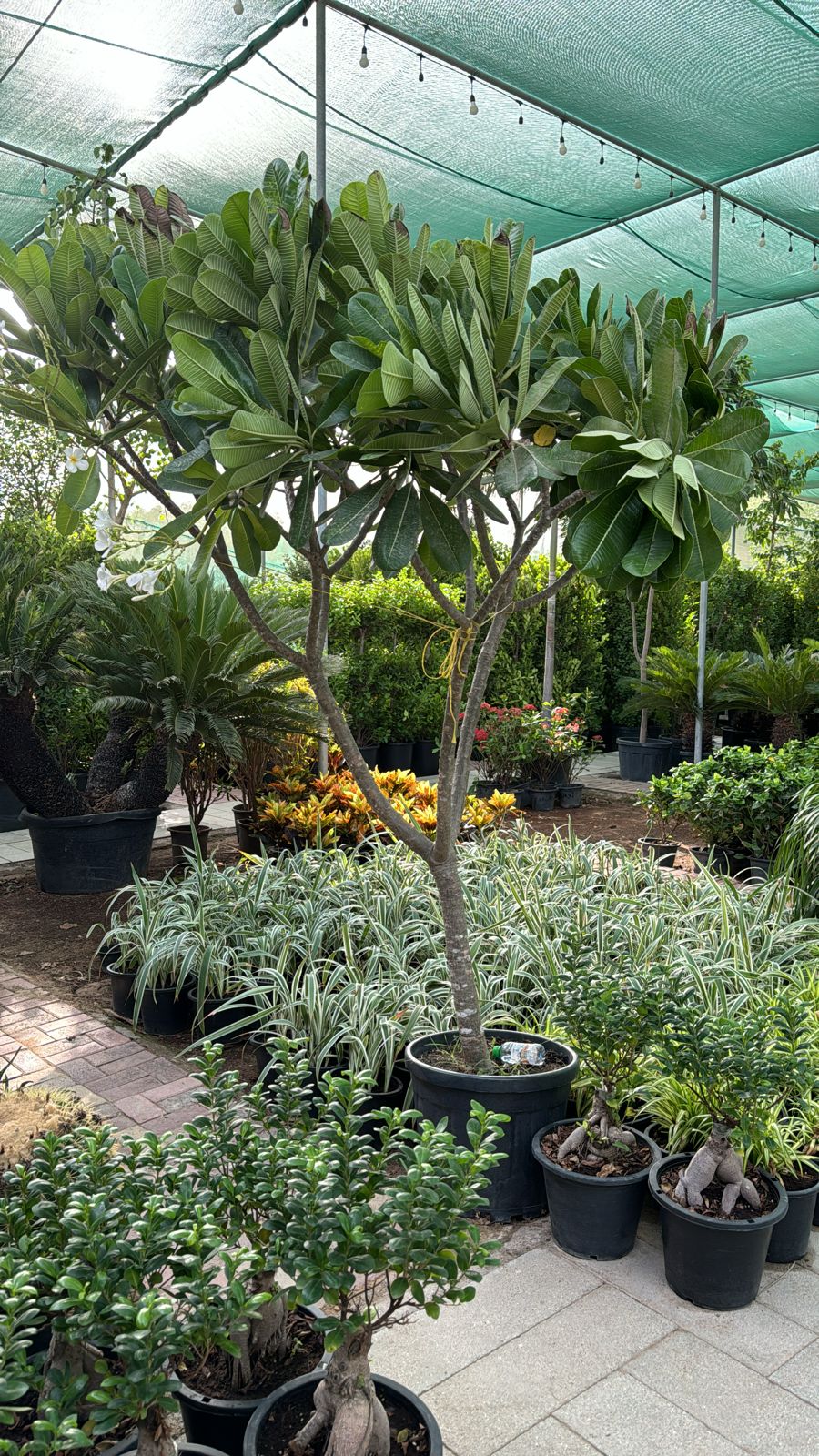 Frangipani tree multi branches