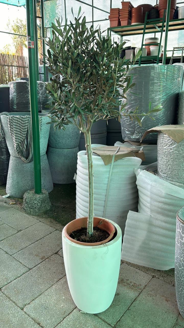 Medium size olive with tall white pot