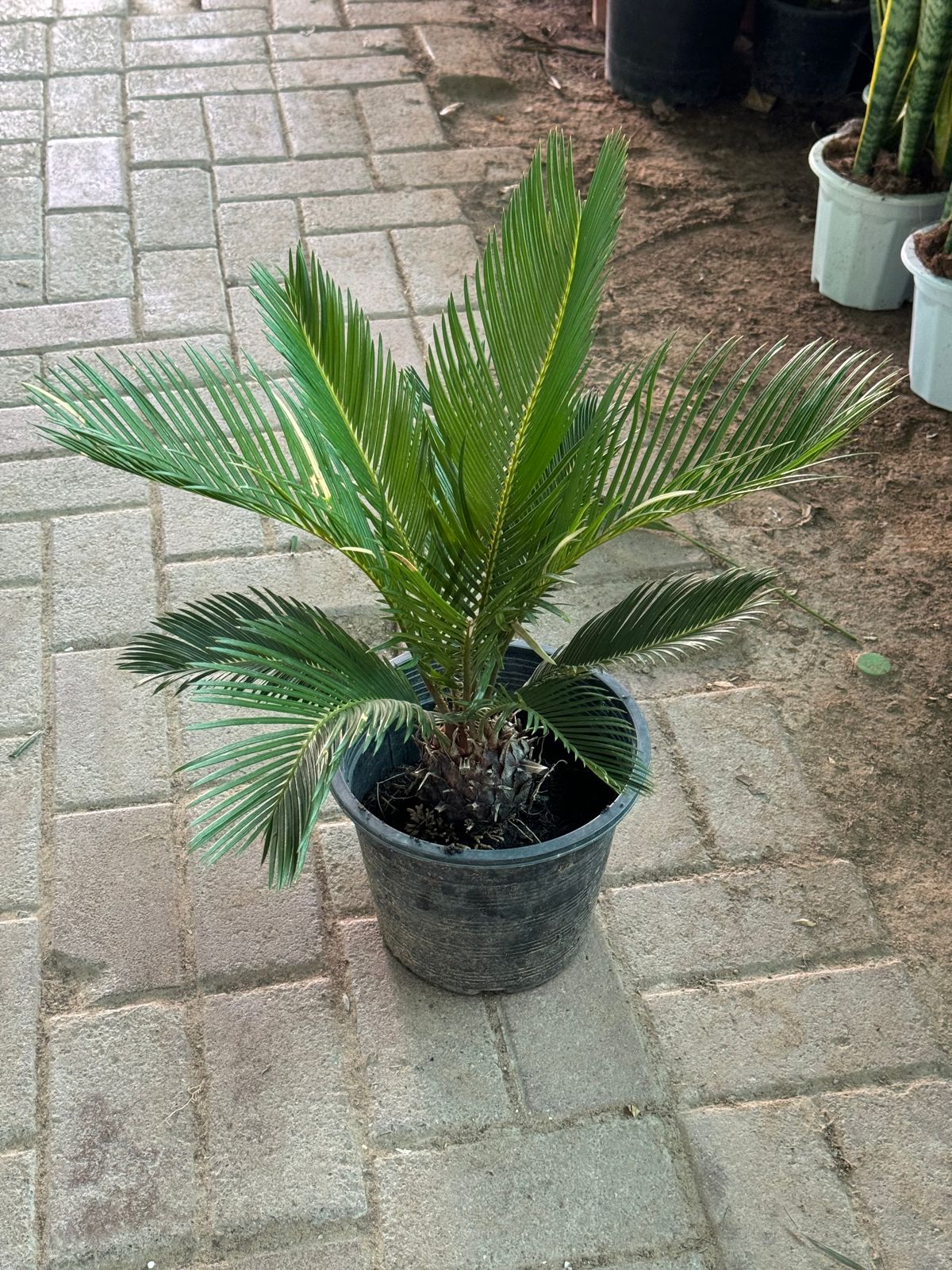 Cycus palm