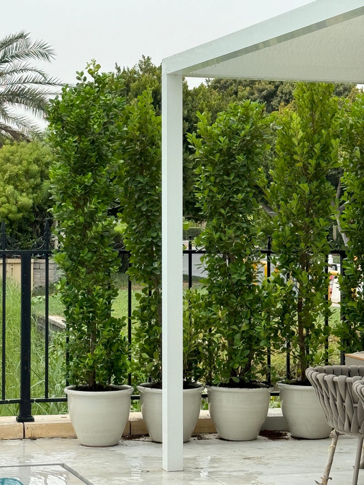 Ficus plants make a Healthy privacy wall