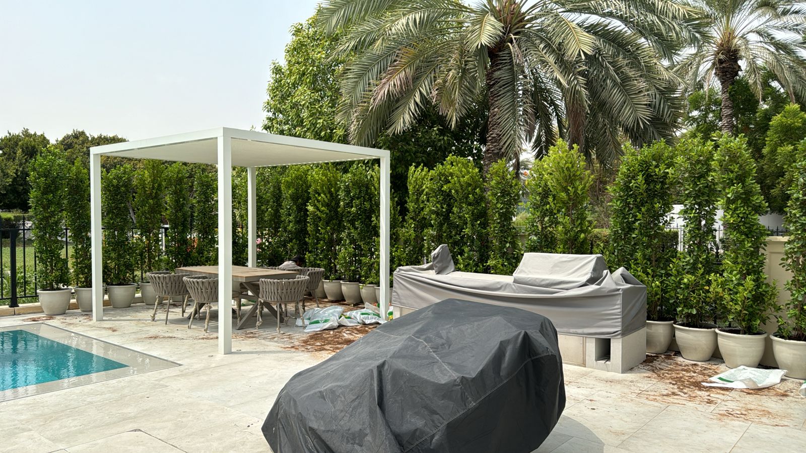 Ficus plants make a Healthy privacy wall