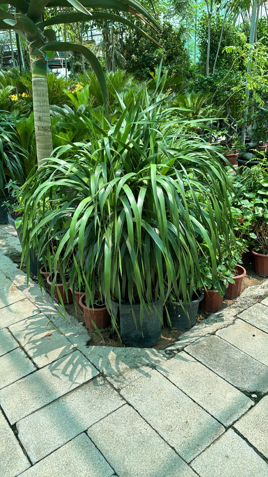 ;Yuka with long hairs