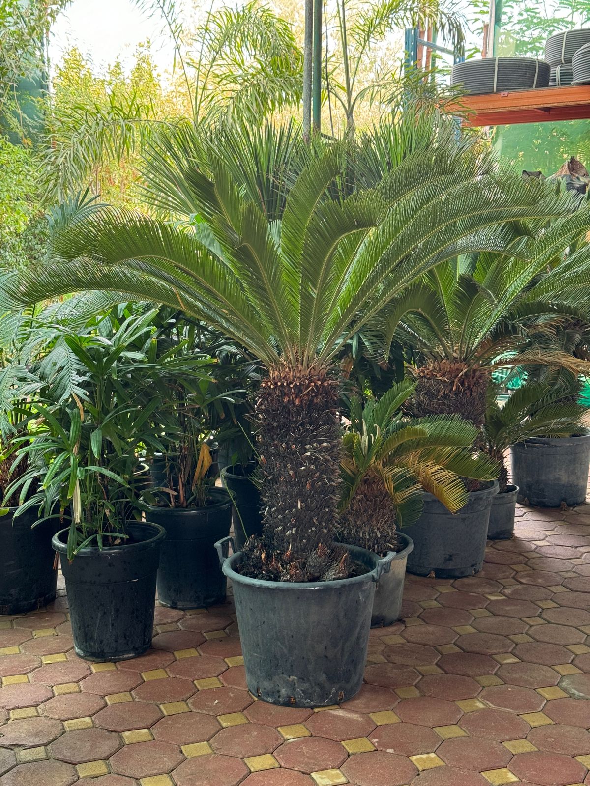 Giant Cycus palm 1.5 meter tall