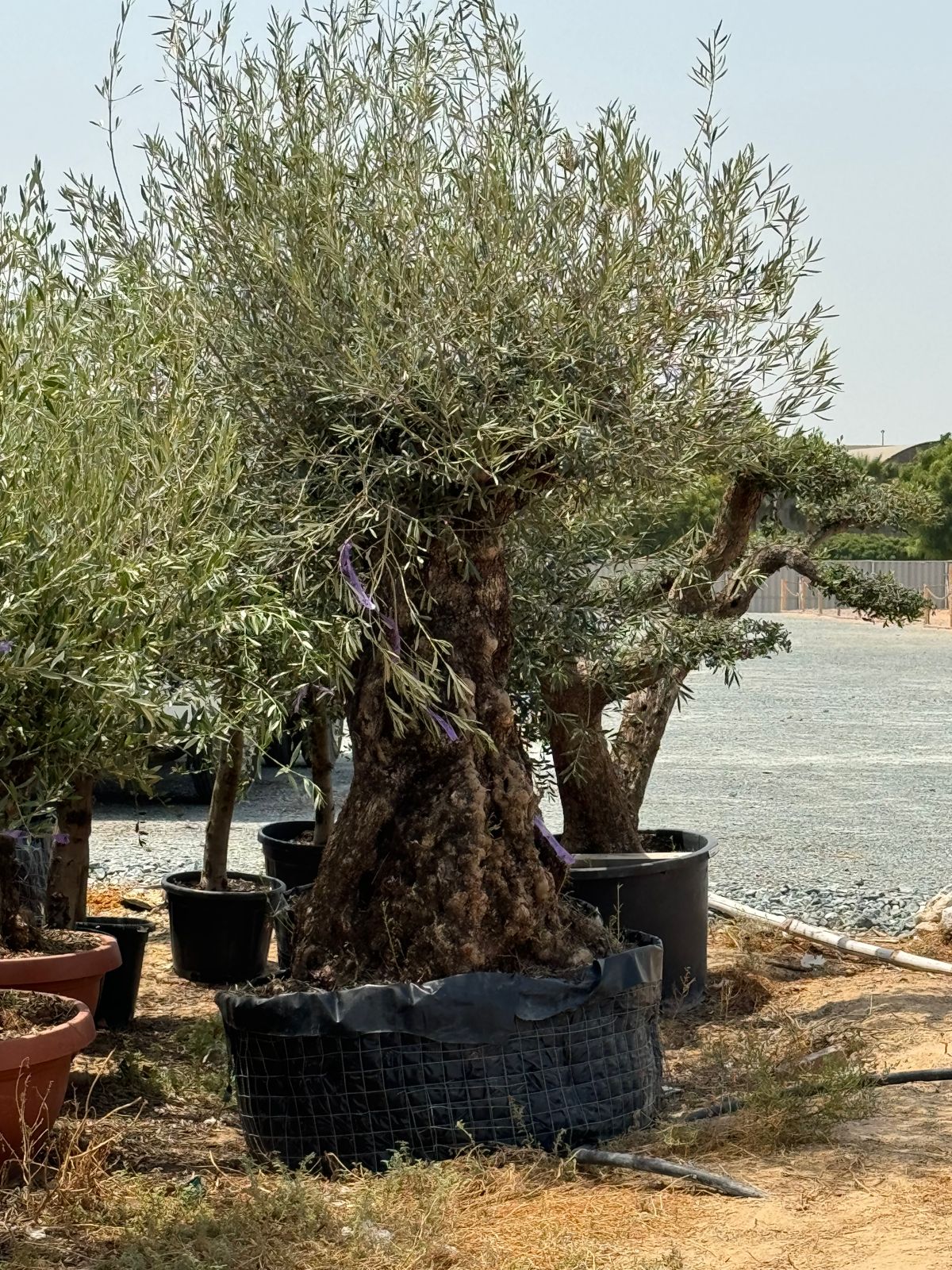 Olive with huge trunk 2 meter tall