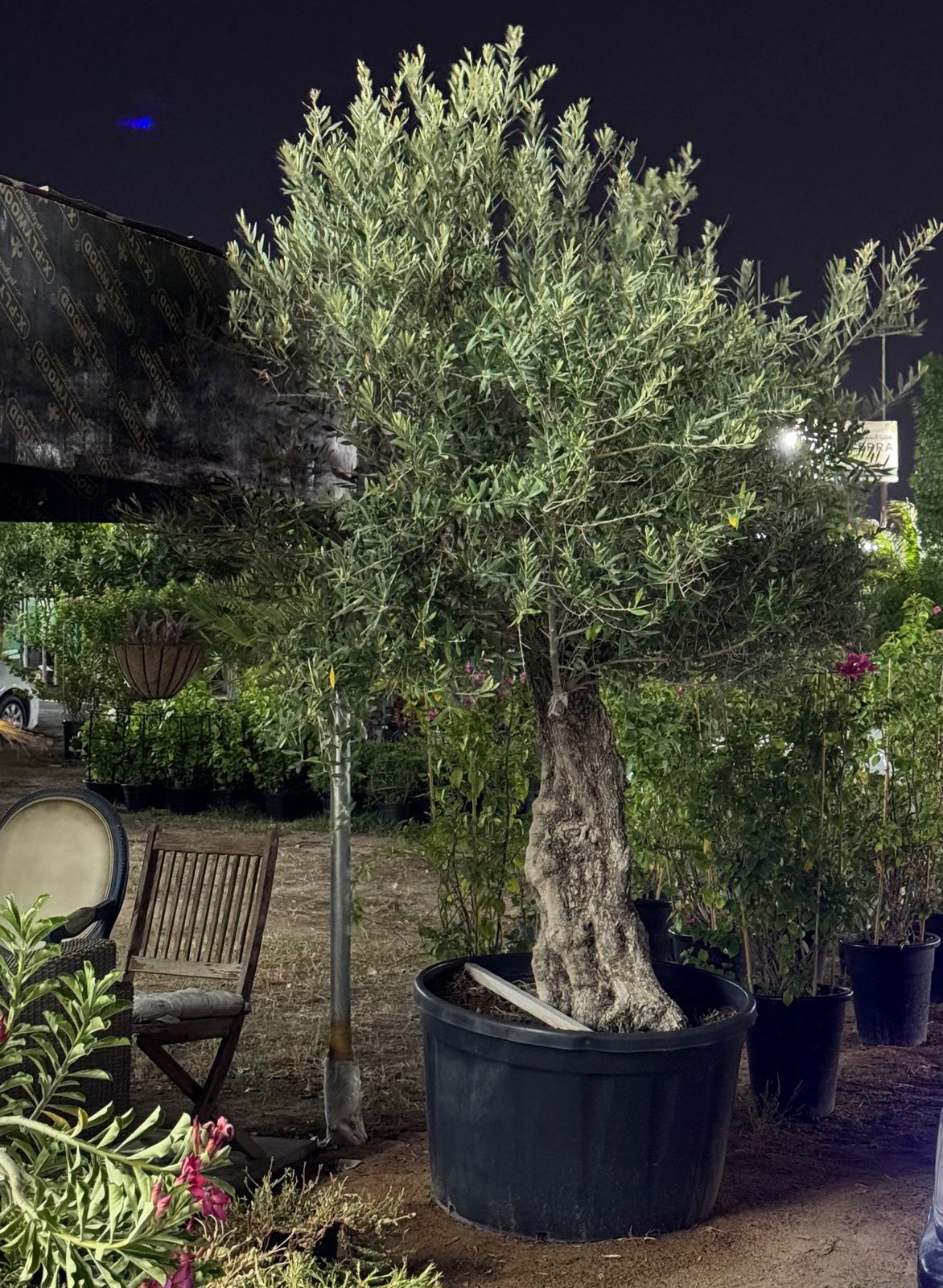 Olive Europia