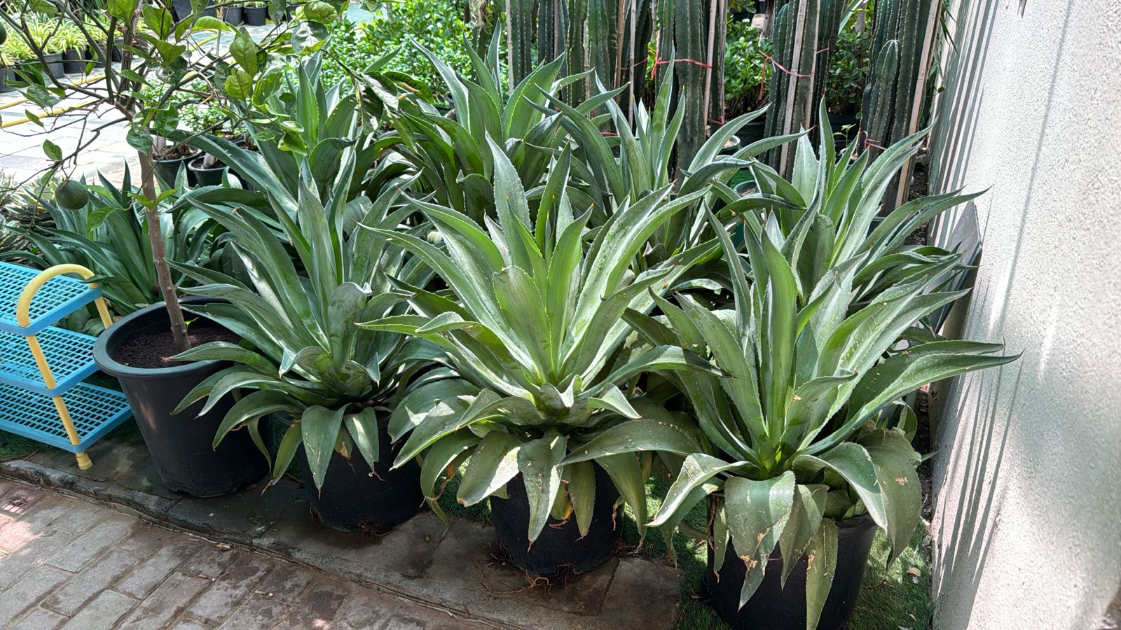 Agave