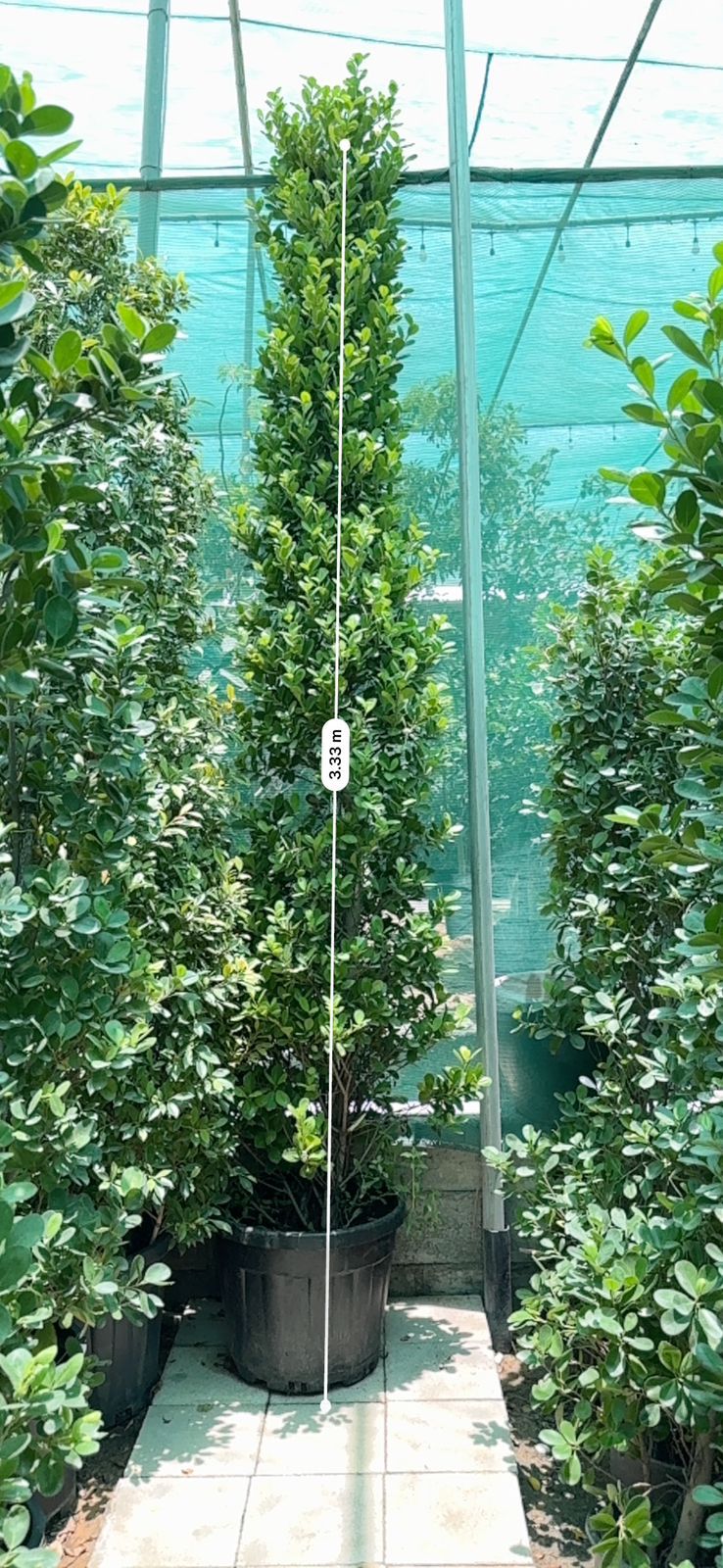 3 meter tall ficus cone shaped