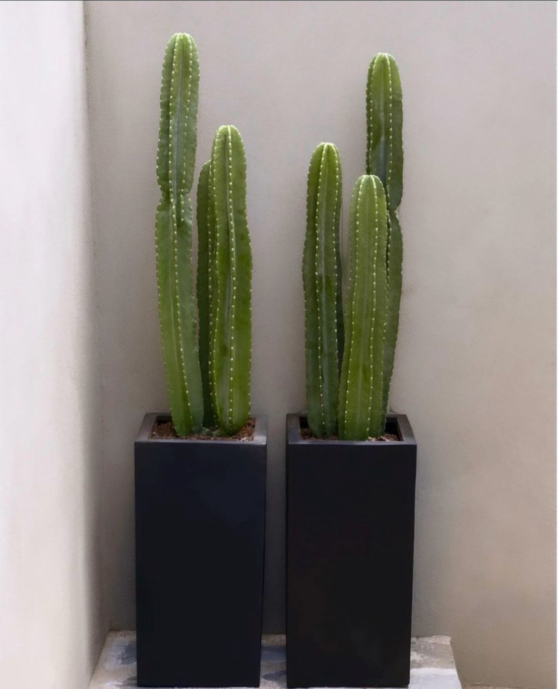 Bundle of two cactus plants with long pot