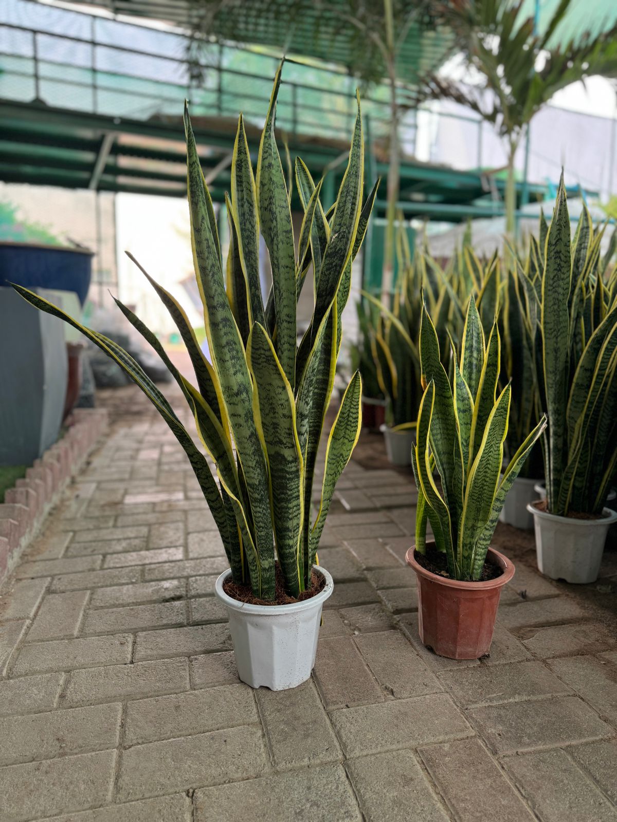 70cm tall Snake plant