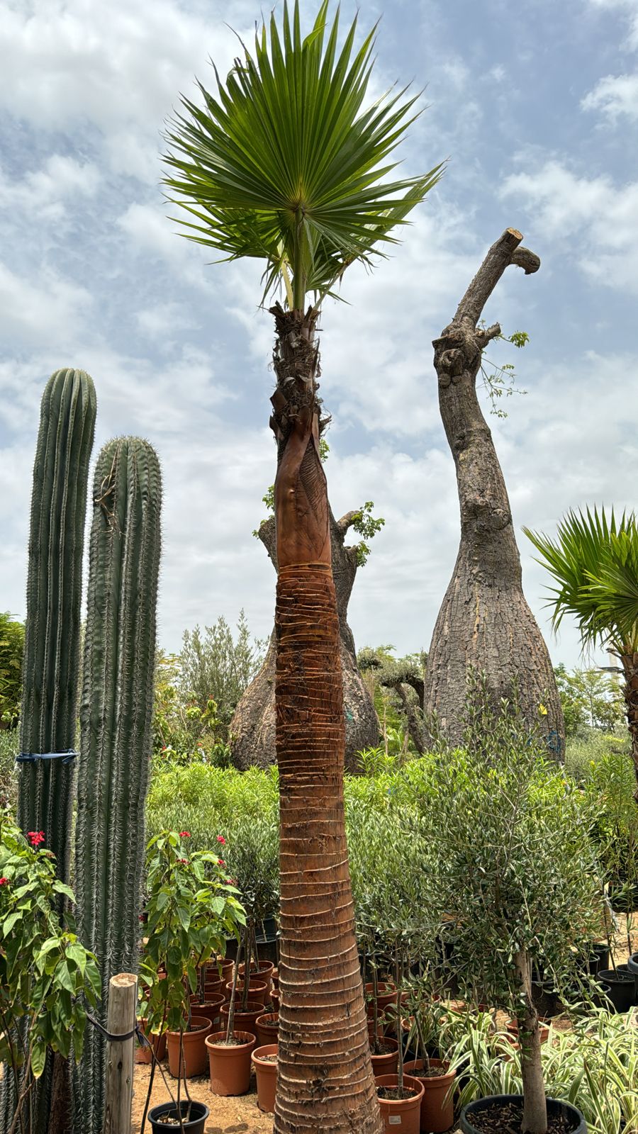 Washingtonia palm 3 meter tall