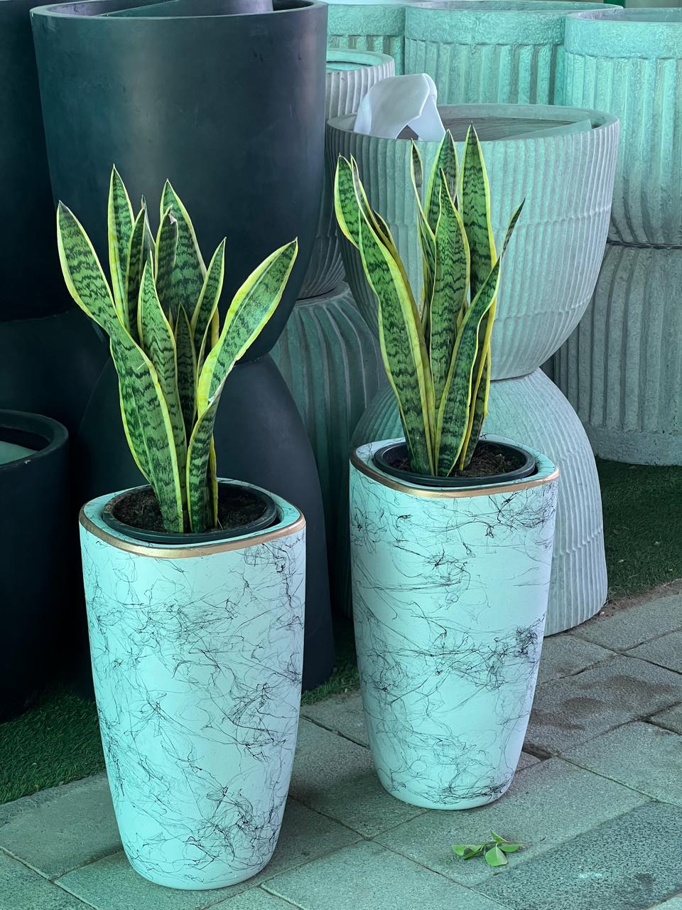 Bundle of 2 snake plants with long ceramic pot