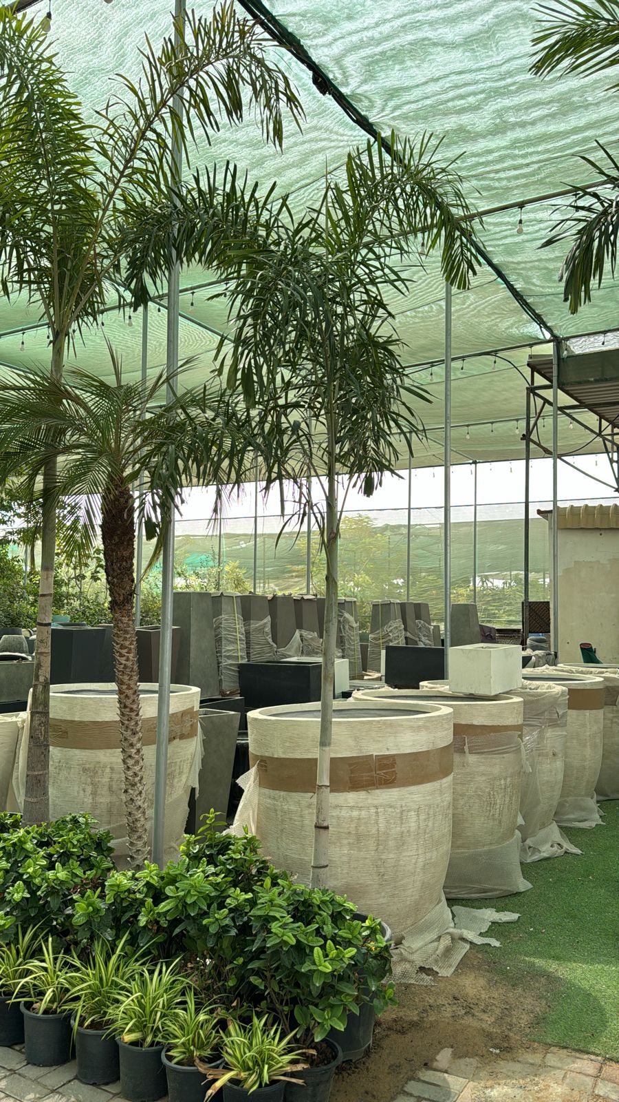 Foxtail palm 3 meter tall