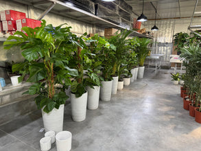 Bundle of 10 Potted Indoor Home & Office Plants (Holland Plants)