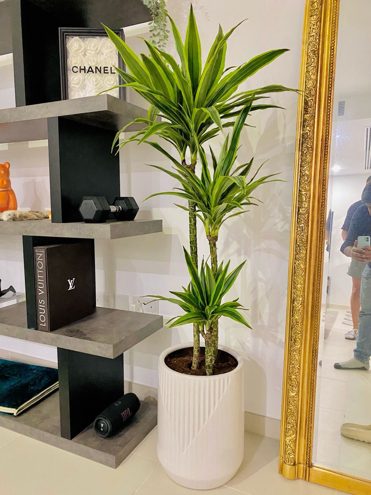 Potted plant on a shelf with a mirror and decorative items in the background